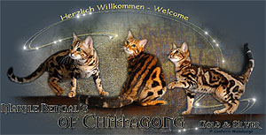 Banner Cattery Chittagong