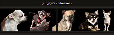 Yungayas Chihuahua-Webblock